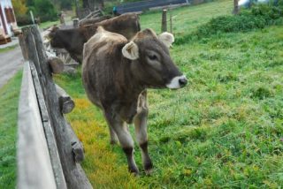 Kuh auf der Weide