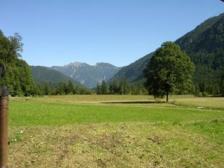 Wiese mit einzelnem Baum im Tal